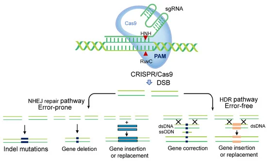 CRISPR, Cas9, DNA, sequencing, STEM education